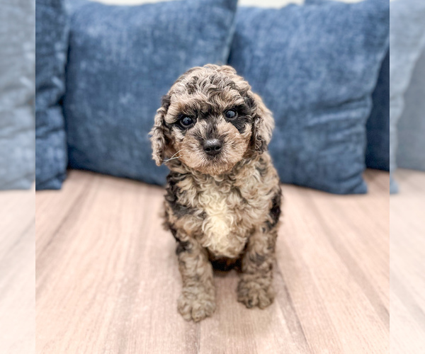 Medium Photo #1 Poodle (Miniature) Puppy For Sale in DUNDEE, OH, USA