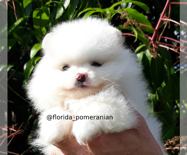 Medium Photo #20 Pomeranian Puppy For Sale in PALM BCH GDNS, FL, USA