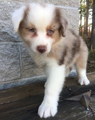 Australian Shepherd Puppy for sale in ARBA, IN, USA