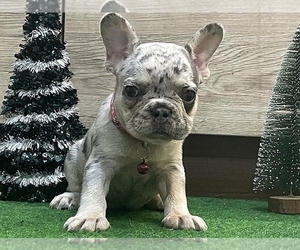French Bulldog Puppy for sale in NEW YORK, NY, USA