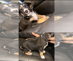 American Bully Puppy for sale in PERTH AMBOY, NJ, USA