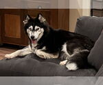 Small #8 Siberian Husky Mix
