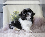 Small Photo #10 Shih Tzu Puppy For Sale in MIDDLEBURY, IN, USA