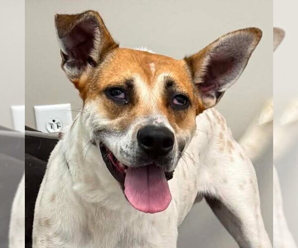 Medium Photo #1 Mutt Puppy For Sale in Canton, CT, USA