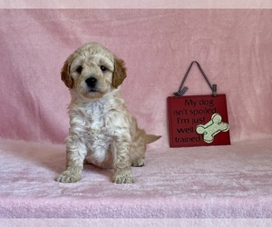 Goldendoodle (Miniature) Puppy for sale in MOUNT PLEASANT, MI, USA