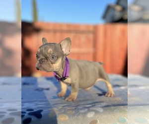 French Bulldog Puppy for sale in SACRAMENTO, CA, USA