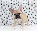 Small Photo #4 French Bulldog Puppy For Sale in SOUTH LAKE, TX, USA