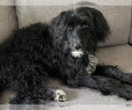 Small #1 Poodle (Standard) Mix