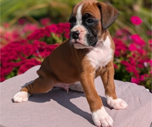 Medium Photo #6 Boxer Puppy For Sale in GOSHEN, IN, USA