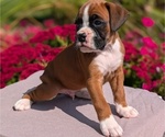 Small #5 Boxer