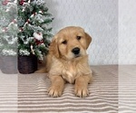 Small #1 Golden Retriever