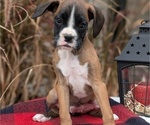 Small Photo #3 Boxer Puppy For Sale in GOSHEN, IN, USA