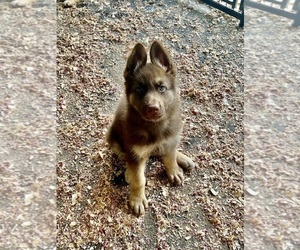 German Shepherd Dog Puppy for sale in LAUREL SPRINGS, NC, USA