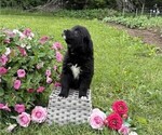 Small #1 Bernese Mountain Dog