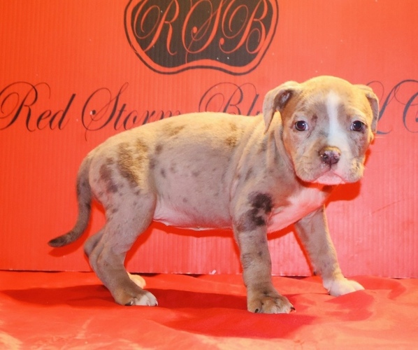 Medium Photo #2 American Bully Puppy For Sale in TRENTON, NJ, USA