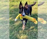 Small #3 Border Collie-Siberian Husky Mix
