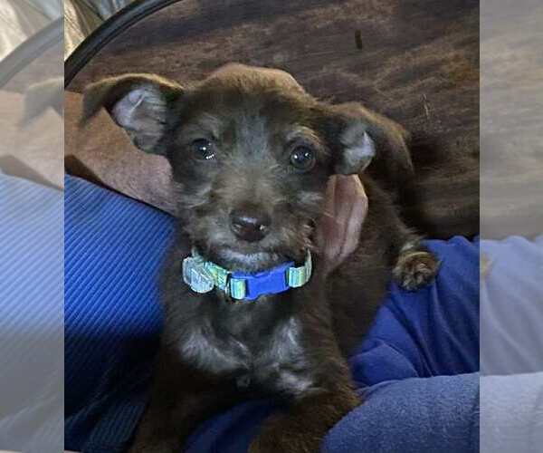 Medium Photo #2 Chihuahua-Unknown Mix Puppy For Sale in garner, NC, USA