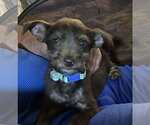 Small #1 Chihuahua Mix
