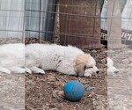 Puppy Harold Great Pyrenees