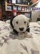 Small Photo #7 Old English Sheepdog Puppy For Sale in MESICK, MI, USA