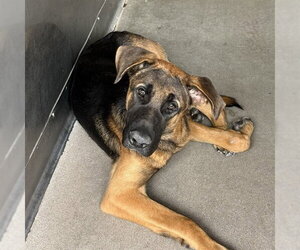 German Shepherd Dog Dogs for adoption in San Bernardino, CA, USA