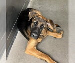 NORMAN - Male German Shepherd Dog Dog for Adoption - Small photo