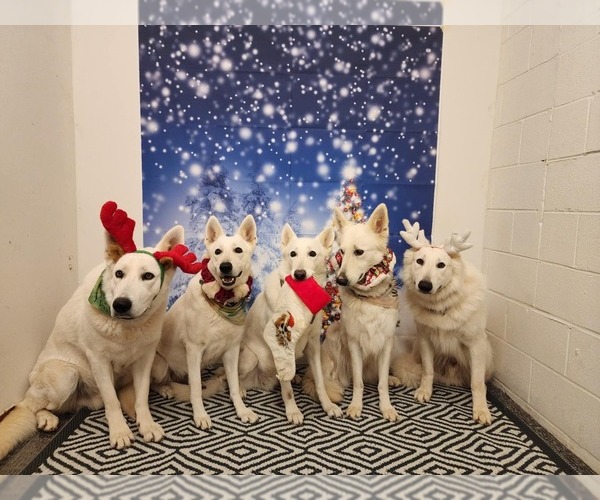 Medium Photo #70 German Shepherd Dog Puppy For Sale in CECILIA, KY, USA