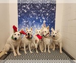 Small Photo #70 German Shepherd Dog Puppy For Sale in CECILIA, KY, USA
