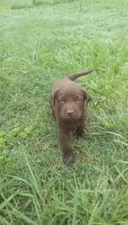Labrador Retriever Puppy for sale in SANDERSON, FL, USA