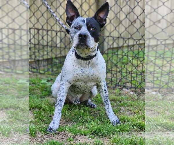 Medium Photo #4 Mutt Puppy For Sale in Sheboygan, WI, USA