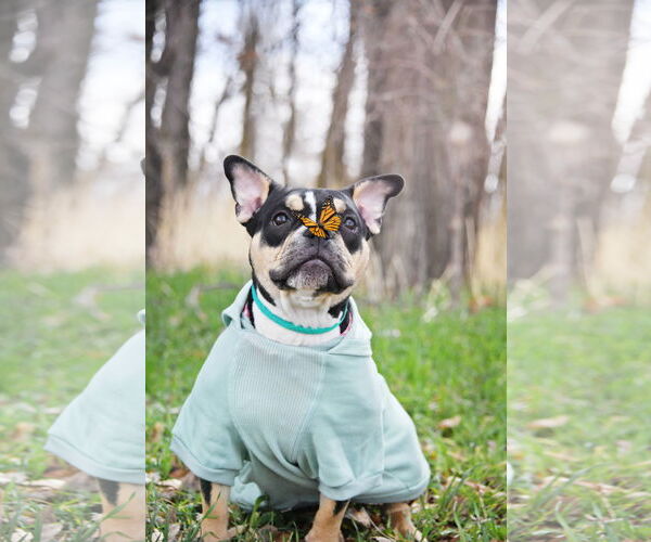 Medium Photo #3 Free-Lance Bulldog Puppy For Sale in Sandy, UT, USA