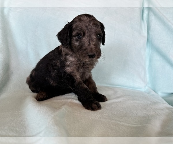 Medium Photo #13 Goldendoodle Puppy For Sale in CHIPLEY, FL, USA