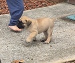 Small Photo #10 Cane Corso Puppy For Sale in MOORESBORO, NC, USA