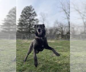 Mutt Dogs for adoption in New York, NY, USA