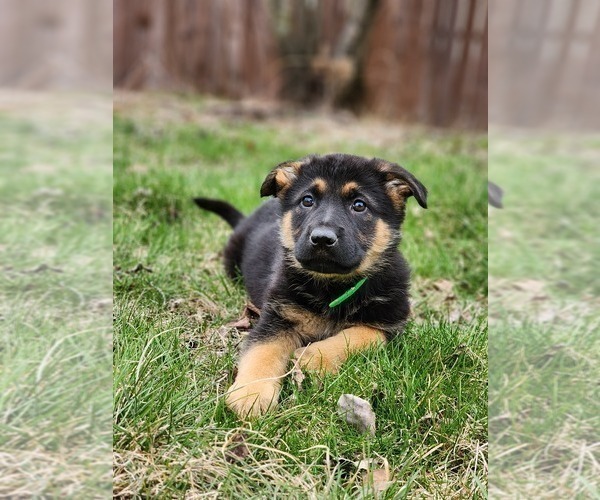 Medium Photo #3 German Shepherd Dog Puppy For Sale in MILTON, VT, USA