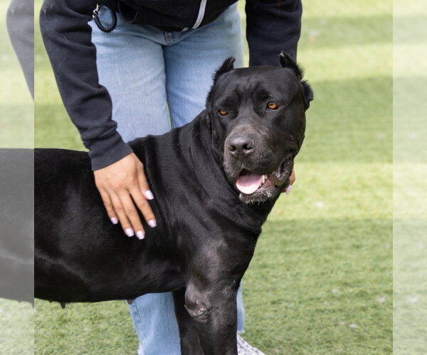 Medium Photo #3 Mutt Puppy For Sale in Goodyear, AZ, USA