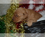 Small Photo #19 Golden Retriever Puppy For Sale in GREENWOOD, WI, USA