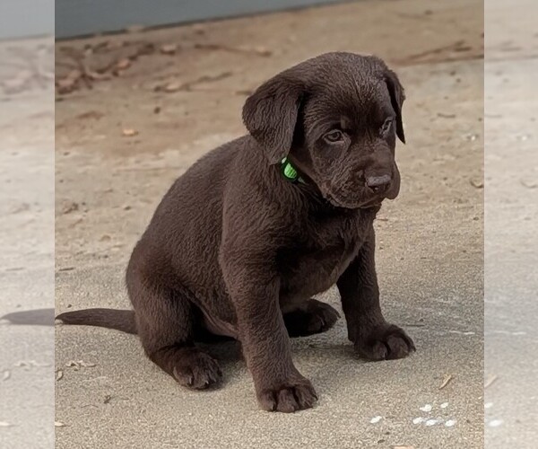Medium Photo #7 Labrador Retriever Puppy For Sale in ERWIN, NC, USA