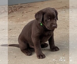 Medium Labrador Retriever