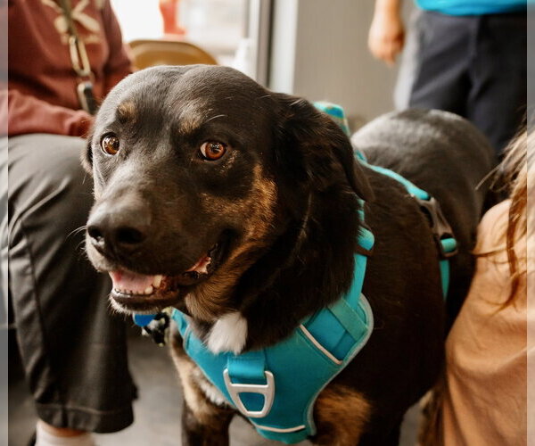 Medium Photo #1 Australian Shepherd-Unknown Mix Puppy For Sale in St. Louis Park, MN, USA