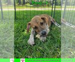 Small Photo #4 Australian Shepherd-Beagle Mix Puppy For Sale in Pensacola, FL, USA