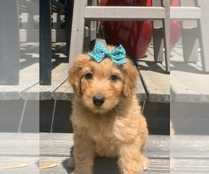 Goldendoodle Puppy for sale in SAINT JOSEPH, MO, USA