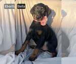 Small Photo #5 Doberman Pinscher Puppy For Sale in POMEROY, OH, USA