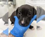 Small Labrador Retriever Mix