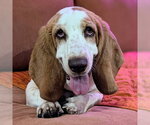 Small #6 Basset Hound