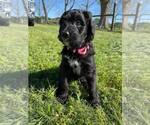 Small Photo #4 Bernedoodle Puppy For Sale in BAXLEY, GA, USA