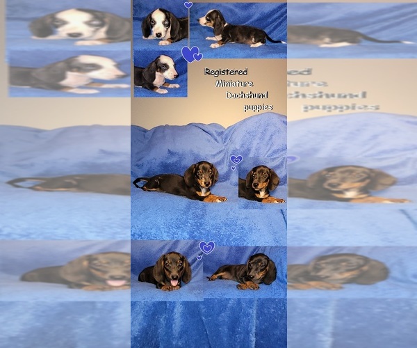 Medium Photo #1 Dachshund Puppy For Sale in EMORY, TX, USA