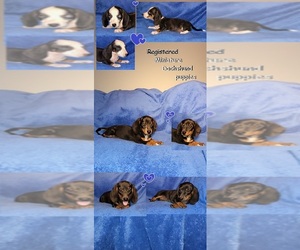 Dachshund Puppy for sale in EMORY, TX, USA