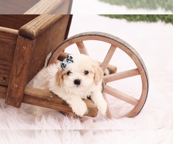 Medium Photo #2 Cavapoo Puppy For Sale in WEST SALEM, OH, USA