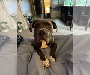Great Dane-Staffordshire Bull Terrier Mix Dogs for adoption in Chandler, AZ, USA